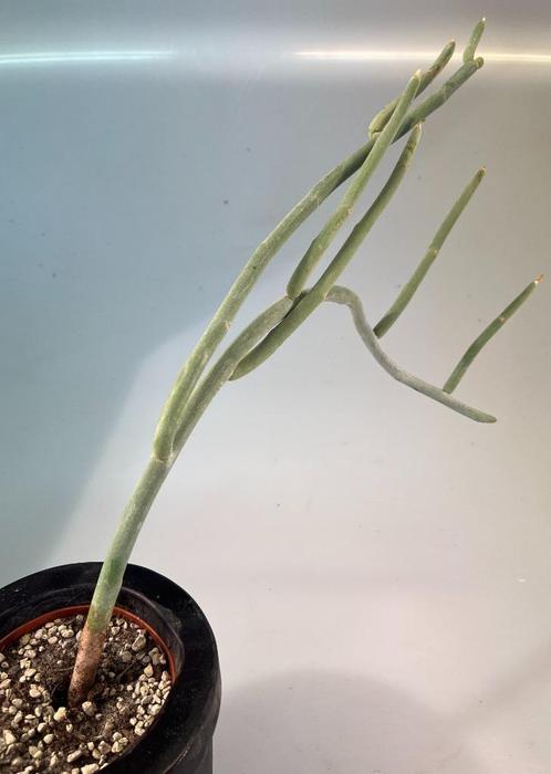 Euphorbia Lomelli (Pedilanthus Macrocarpus), Huis en Inrichting, Kamerplanten, Vetplant, Minder dan 100 cm, Volle zon, Verzenden