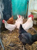 Broedeieren legkippen., Dieren en Toebehoren, Pluimvee