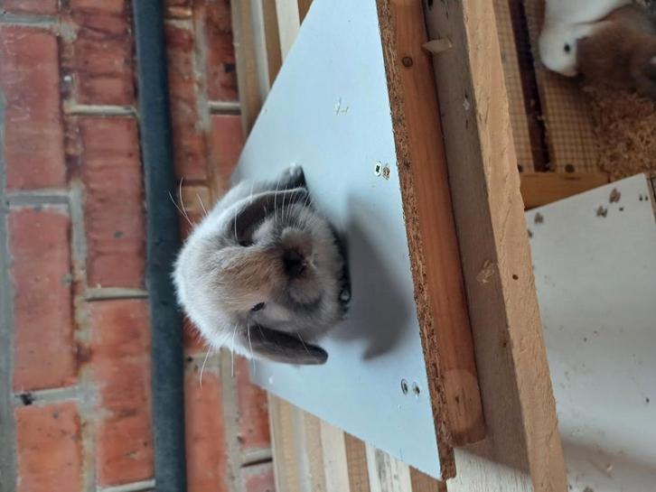 Raszuiver minilop ram ouders buitenlandse lijn, Dieren en Toebehoren, Konijnen, Klein