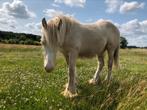 Prachtige tinker hengst jaarling dubbel creme, Dieren en Toebehoren, 0 tot 2 jaar, Hengst, Gechipt, Onbeleerd