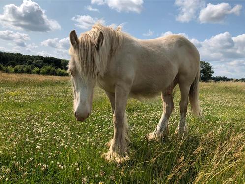 Prachtige tinker hengst jaarling dubbel creme, Dieren en Toebehoren, Pony's, Hengst, Onbeleerd, D pony (1.37m tot 1.48m), Recreatiepony