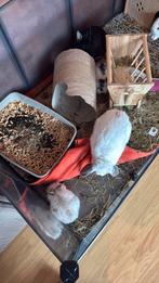 Dwergkonijne, Dieren en Toebehoren, Knaagdieren, Augustus, Meerdere dieren, Overige typen, Tam