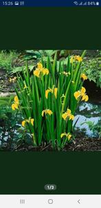 Gele Iris, Ophalen, Nieuw