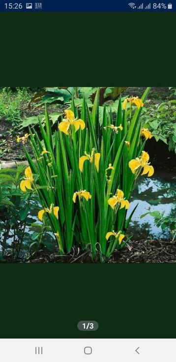 Gele Iris beschikbaar voor biedingen