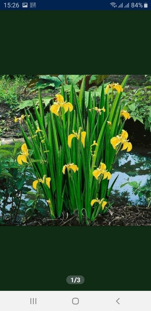 Gele Iris, Tuin en Terras, Vijvers, Nieuw, Ophalen
