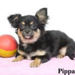 ''Poppy'' & ''Pippa'' Chihuahua's - pups te koop (Belgisch), CDV (hondenziekte), Meerdere, Teef, België