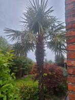 Trachycarpus 2m90 stam, Jardin & Terrasse, Plantes | Arbres, Enlèvement ou Envoi