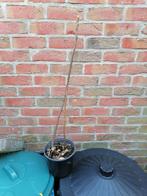 Figuier de 2 ans, Ophalen, Volle zon, In pot, Vijgenboom