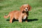 Cavalier King Charles (kruising) pup te koop, 15 weken tot 1 jaar, Buitenland, Eén hond, Fokker | Professioneel