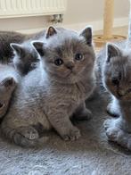 Britse korthaar kittens, Dieren en Toebehoren, Katten en Kittens | Raskatten | Korthaar, Meerdere dieren, Gechipt, 0 tot 2 jaar