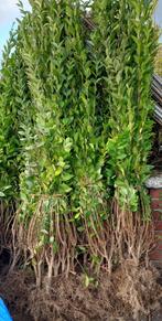 GROTE MATEN GROENE LIGUSTER, oa  1,5/1,75+ Meter !, Tuin en Terras, Ophalen, Liguster, Haag, 100 tot 250 cm