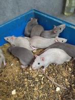 voeder raten van 200 gr, Dieren en Toebehoren, Slang