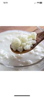 Kefir / yoghurtbloempjes: gezonde probiotica’, Diversen, Levensmiddelen, Ophalen