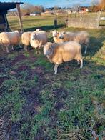 Ram te koop, Dieren en Toebehoren, Mannelijk, Schaap, 0 tot 2 jaar