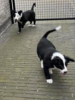 Raszuivere border collie pups, Dieren en Toebehoren, Honden | Herdershonden en Veedrijvers, België, Fokker | Hobbymatig, CDV (hondenziekte)