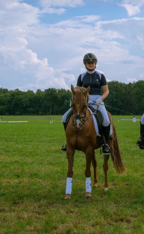 D PONY, Animaux & Accessoires, Poneys, Hongre, M, Poney D (1.37 m à 1.48m), Poney de dressage, 11 ans ou plus, Avec pedigree, Avec puce électronique