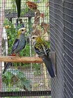 bleekkop rosella, Dieren en Toebehoren, Vrouwelijk, Parkiet