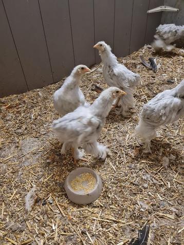 Brahma Isabel kleur te koop beschikbaar voor biedingen