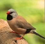 1 koppel spitsstaartamadinen, geringd van 25, Dieren en Toebehoren, Geringd