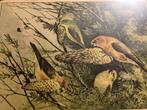 3x vintage kaders  fauna(boekplaten) 1910-1930, Ophalen
