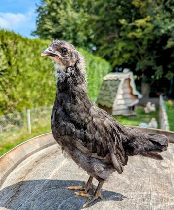 Hennen kleurleggers groenleggers kippen olijfleggers  beschikbaar voor biedingen