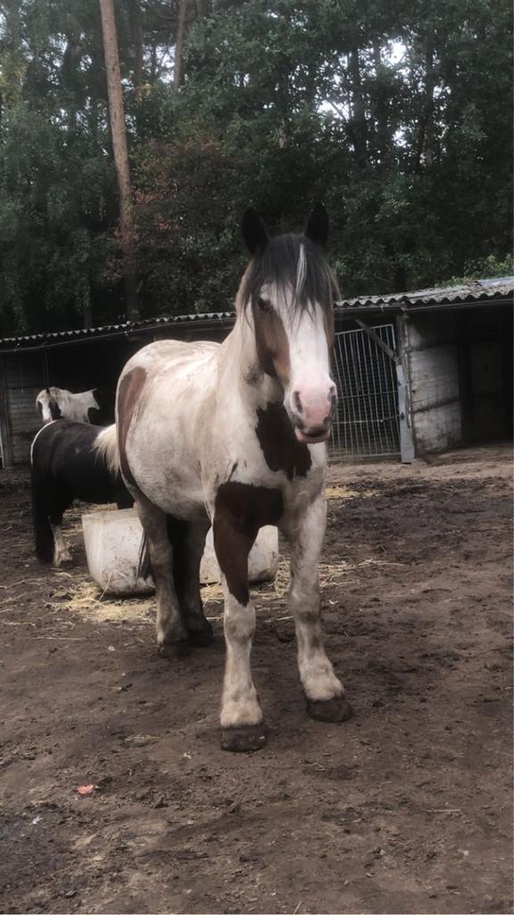 Mooie grote tinker, Dieren en Toebehoren, Paarden, Ruin, Zadelmak, 160 tot 165 cm, 3 tot 6 jaar, Recreatiepaard, Met stamboom