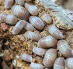 isopods cubaris pink panda, Dieren en Toebehoren