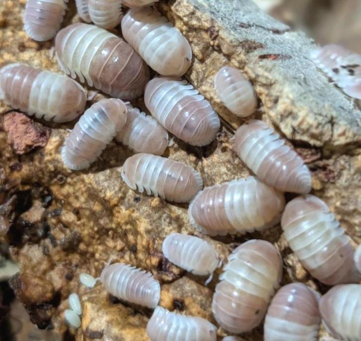 isopods cubaris pink panda, Dieren en Toebehoren, Insecten en Spinnen