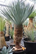 Yucca Rostrata, Tuin en Terras, In pot, Zomer, Overige soorten, Volle zon
