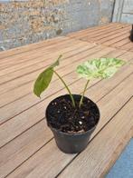 alocasia macrorrhiza variegata, Ophalen