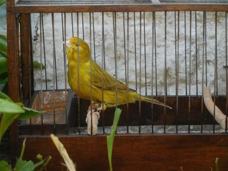 Kanaries geelagaat, Animaux & Accessoires, Oiseaux | Canaris, Canari de couleur, Plusieurs animaux