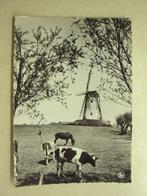 53844 - DAMME - DE MOLEN, Verzamelen, Postkaarten | België, Verzenden