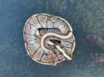Python reguis royal, Ophalen
