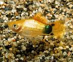 Platy neon yellow mickey