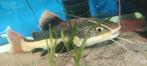 Red tail catfish, Poisson, Poisson d'eau douce