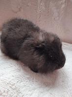 Ch teddy beertje, Décembre, Mâle, Domestique, Cobaye