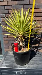 Yucca Aloifolia groot en middelgroot, Tuin en Terras, Ophalen