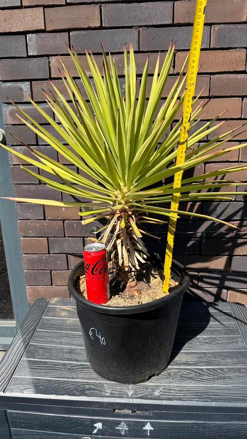 Yucca Aloifolia groot en middelgroot, Tuin en Terras, Planten | Tuinplanten, Ophalen