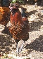 Haantje te koop, Dieren en Toebehoren, Pluimvee