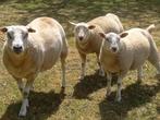 schaap, ooi, lam, bok, bette, ram, Maart, Meerdere dieren