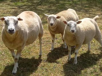 schaap, ooi, lam, bok, bette, ram beschikbaar voor biedingen
