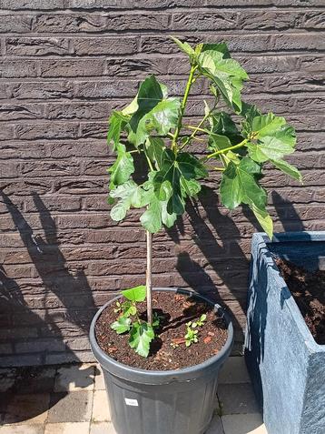 Grote vijgenplant in pot 25€ Laatste stuk beschikbaar voor biedingen
