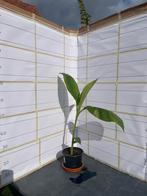 Musa sikkimensis ever red, Tuin en Terras, Ophalen