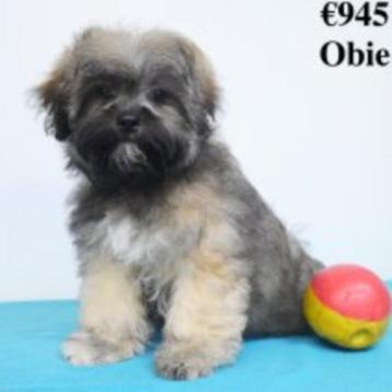 "Obie & Ozzy" Lhasa Apso pups te koop (belgisch)