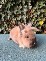 Dwergkonijntjes, Dieren en Toebehoren, Konijnen