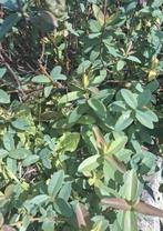 Sint-Janskruid calicynum, bodembedekker, Ophalen of Verzenden