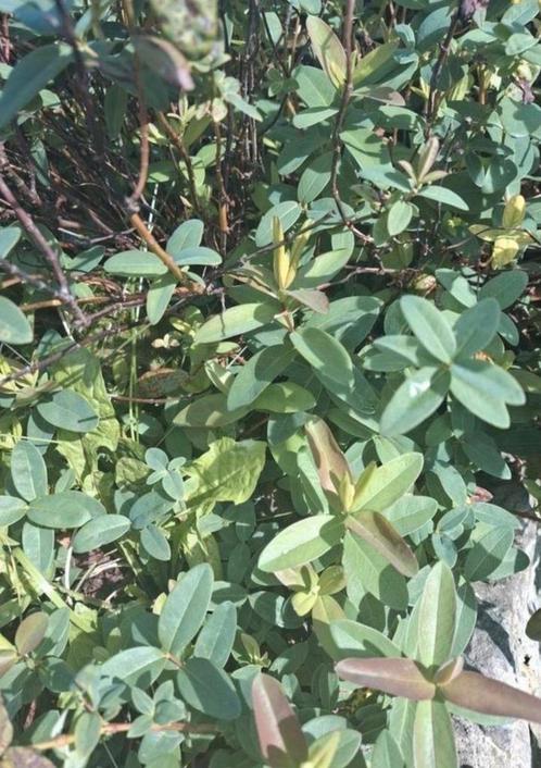 Sint-Janskruid calicynum, bodembedekker, Tuin en Terras, Planten | Tuinplanten, Ophalen of Verzenden