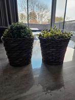 2 potjes met plantje, Ophalen