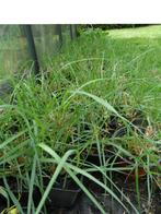 Lampenpoetsersgras (pennisetum), Ophalen, Winter, Vaste plant, Siergrassen