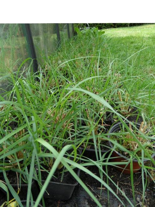 Lampenpoetsersgras (pennisetum), Tuin en Terras, Planten | Tuinplanten, Vaste plant, Siergrassen, Winter, Ophalen
